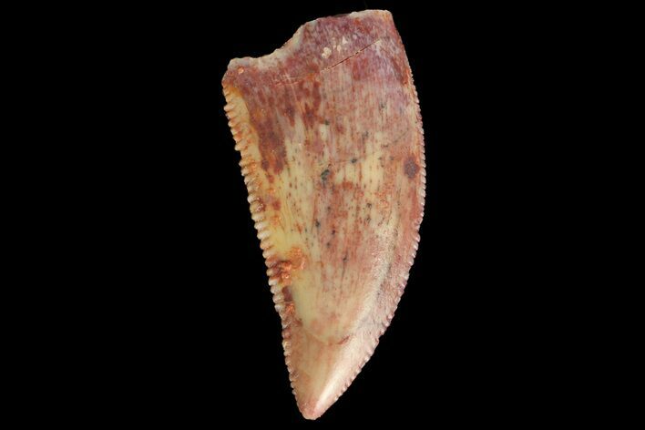 Serrated, Raptor Tooth - Real Dinosaur Tooth #176205